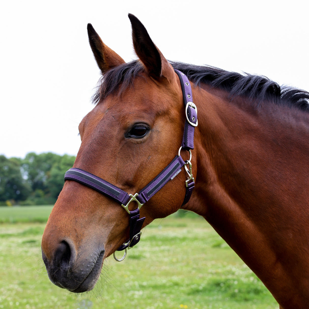 Hy Equestrian Mystic Head Collar #colour_purple-midnight-dust