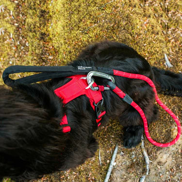 Mountain Paws Dog Harness #colour_red