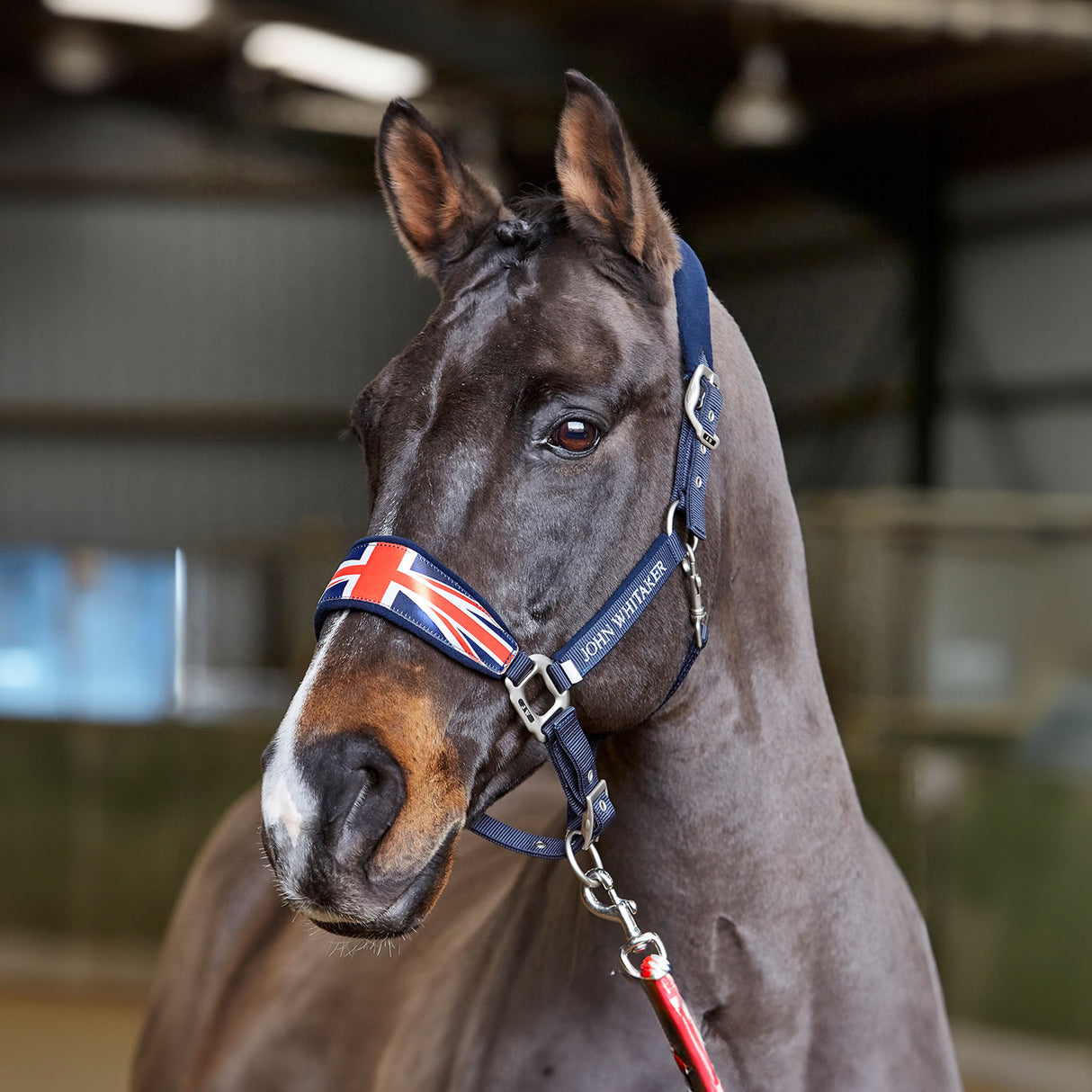 Whitaker Union Jack Padded Headcollar