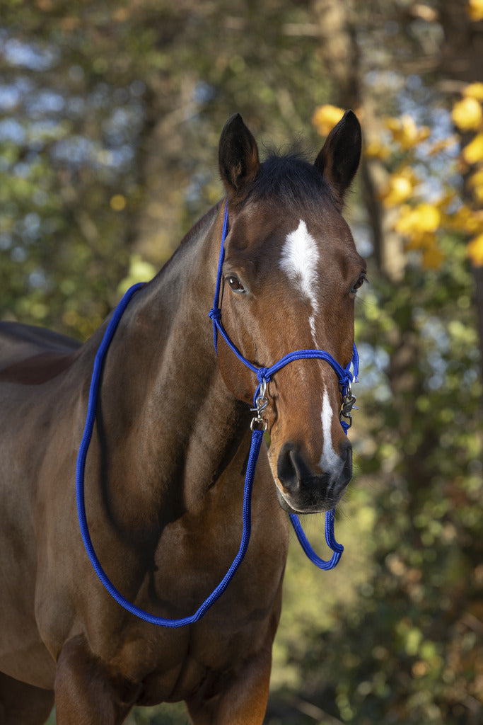 Norton Ethological Headcollar With Reins #colour_royal blue