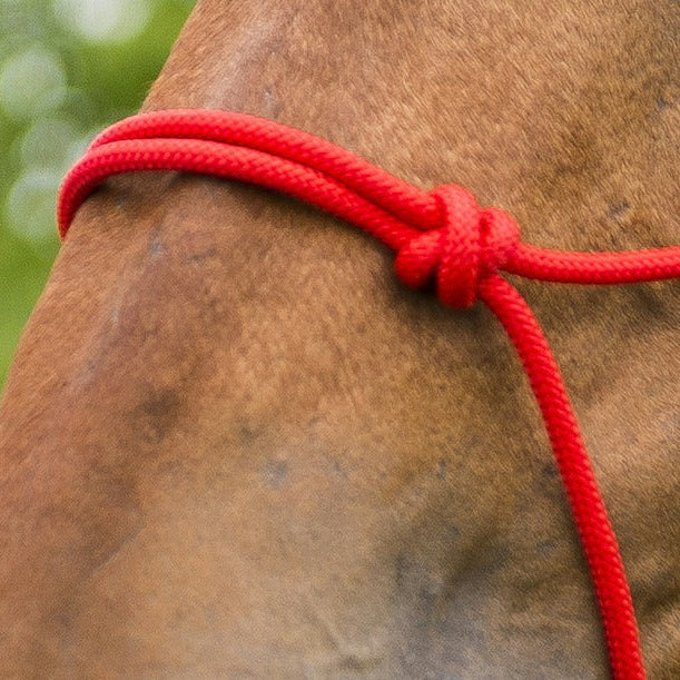 Norton First Rope Headcollar