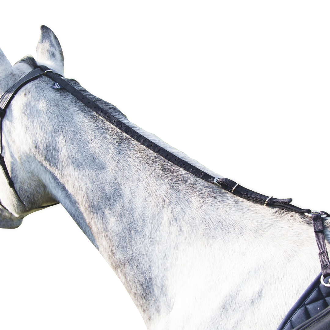 Rêne marguerite Shires