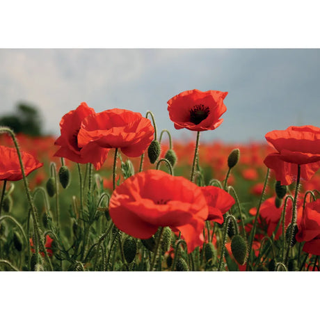 Kevin Milner Countryside Cards #style_poppy-flower