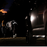 Horseware Ireland Amigo 1200D FieldSafe Reflectech Plus 50g Turnout Rug #colour_black-reflective-black