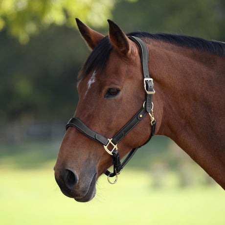 Shires Velociti Lusso Lorca Leather Headcollar #colour_black