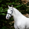 Horseware Ireland Dressage Flash Bridle #colour_black