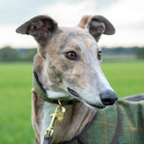 Shires Digby & Fox Tweed Greyhound Collar