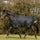 Waldhausen Arctic 50g Turnout Rug #colour_black