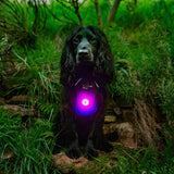 Mountain Paws Dog Safety Light