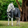 Horseware Ireland Amigo Bravo 12 Original 100g Turnout Rug #colour_black-titanium-grey-silver