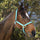Norton Double Thickness Nylon Headcollar With Buckles #colour_turquoise