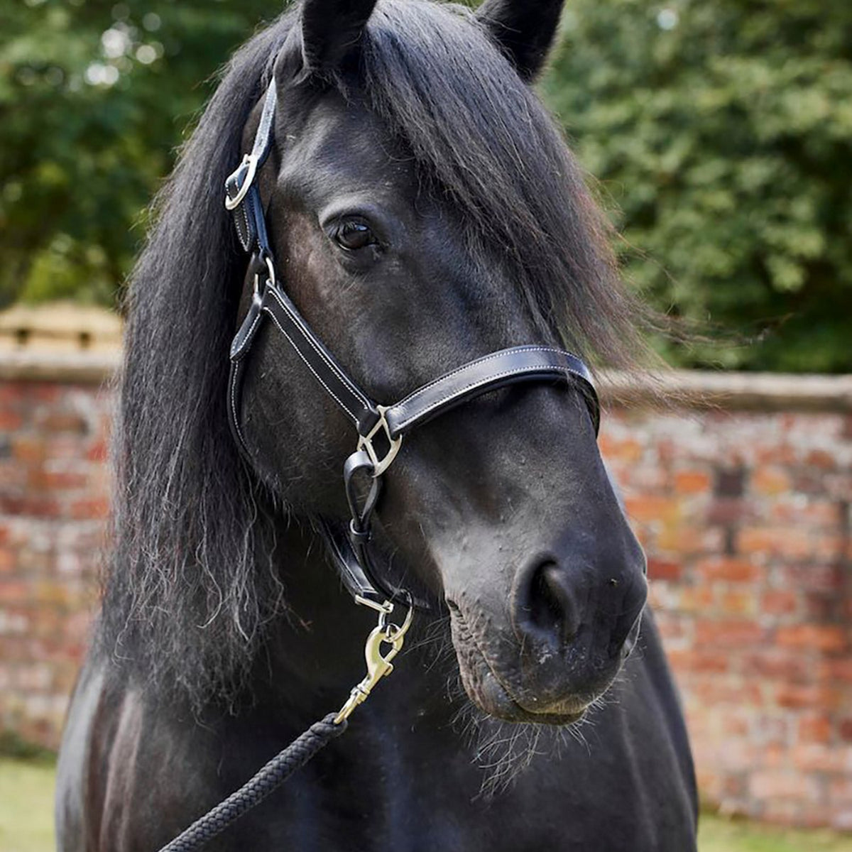 Firefoot Padded Leather Headcollar Black