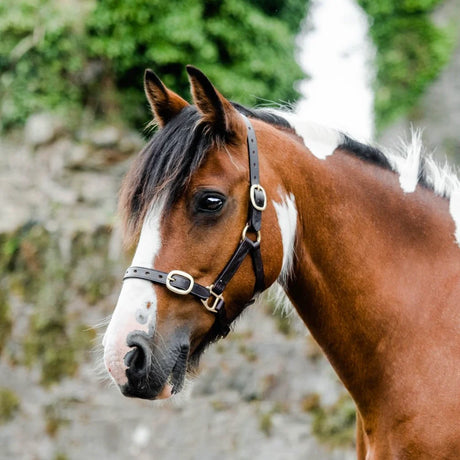 Mackey Equisential Leather Headcollar #colour_black