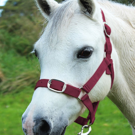 Gallop Headcollar & Lead Rope Set
