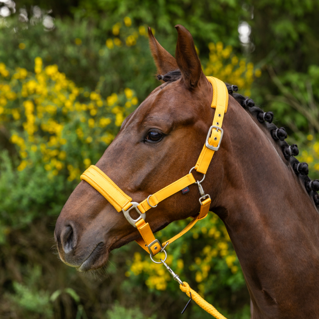 Covalliero Padded Headcollar #colour_sun