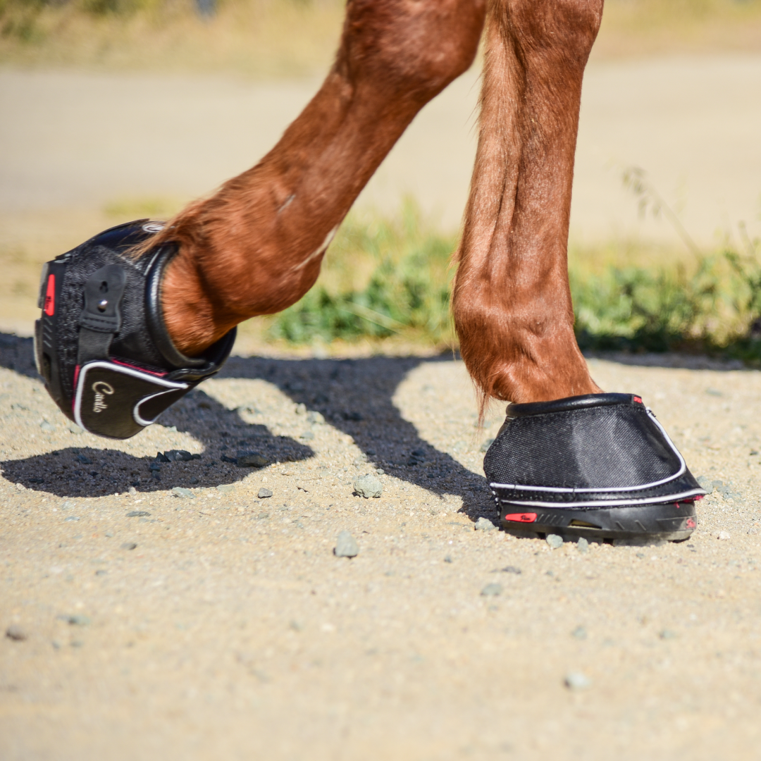 Cavallo Sport Boot Regular Avec Cure-Sabot Et Brosse FOC