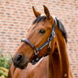 Horseware Ireland Signature Competition Headcollar #colour_brown-navy