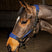 Whitaker Harewood Headcollar #colour_navy