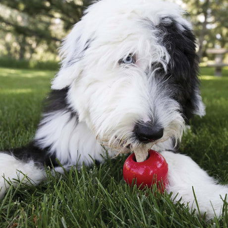 KONG Ziggies Enhanced Chews #size_s