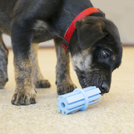 KONG Puppy Teething Stick #size_l