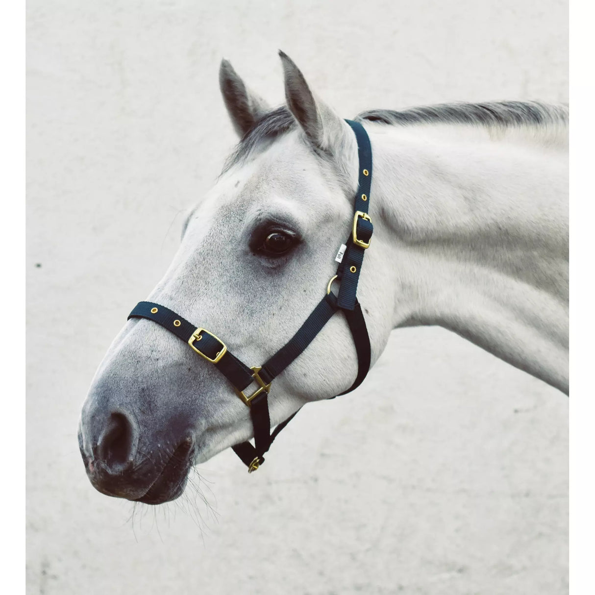 Mackey Economy Webbing Headcollar #colour_navy