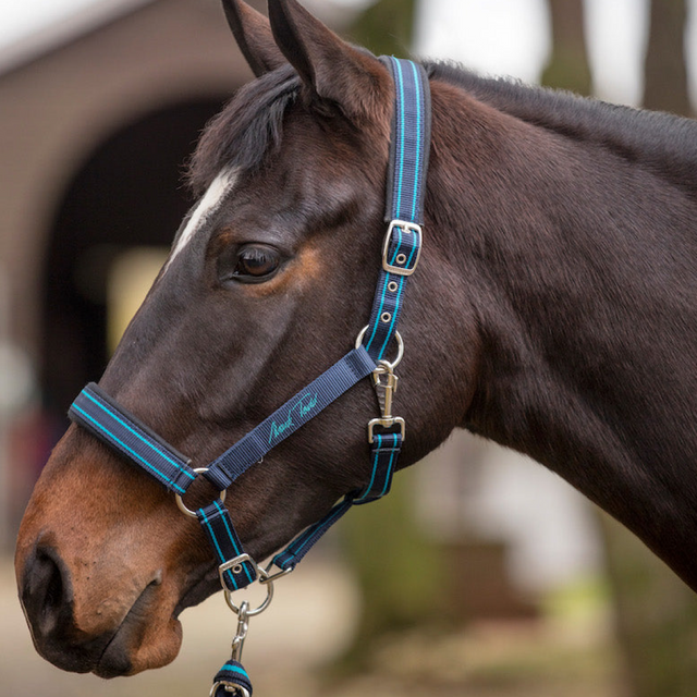 Mark Todd Nylon Headcollar #colour_navy-jade