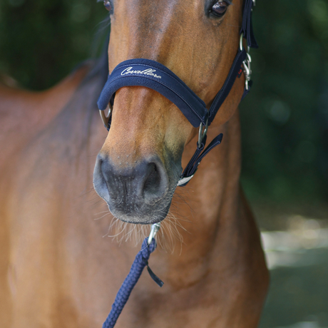 Covalliero Padded Headcollar #colour_dark-navy