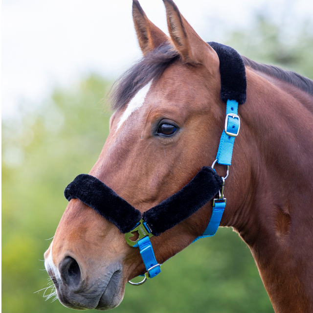 Shires Fleece Lined Headcollar #colour_blue-black