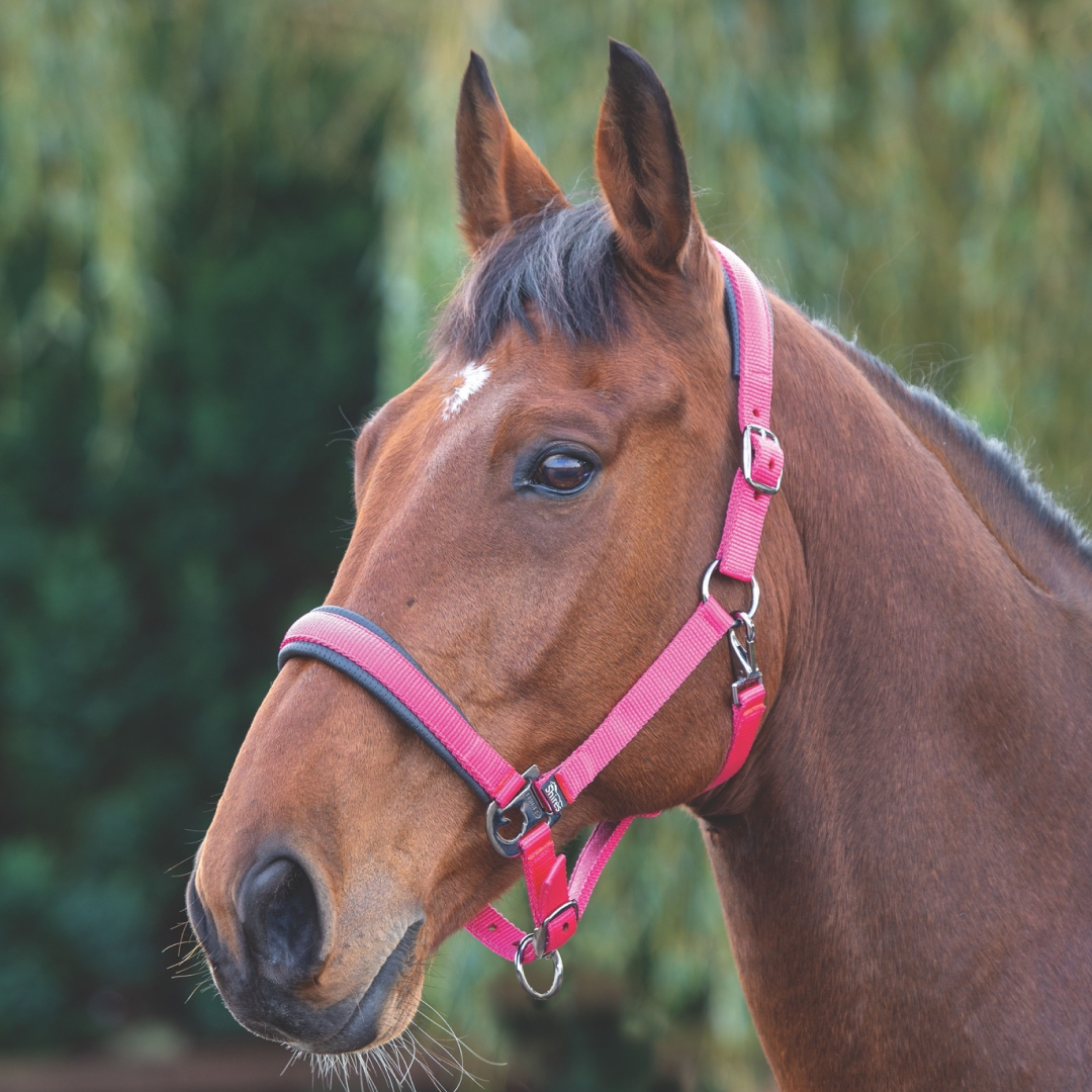 Shires Padded Headcollar #colour_pink