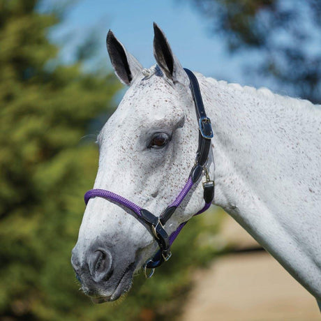 Kincade Leather Rope Head Collar #colour_purple