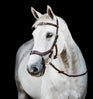 Horseware Ireland Micklem 2 Multi Bridle #colour_dark-havana