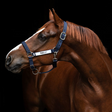 Horseware Ireland Field Safe Headcollar #colour_navy