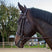 Whitaker Ready To Ride Snaffle Bridle #colour_havana